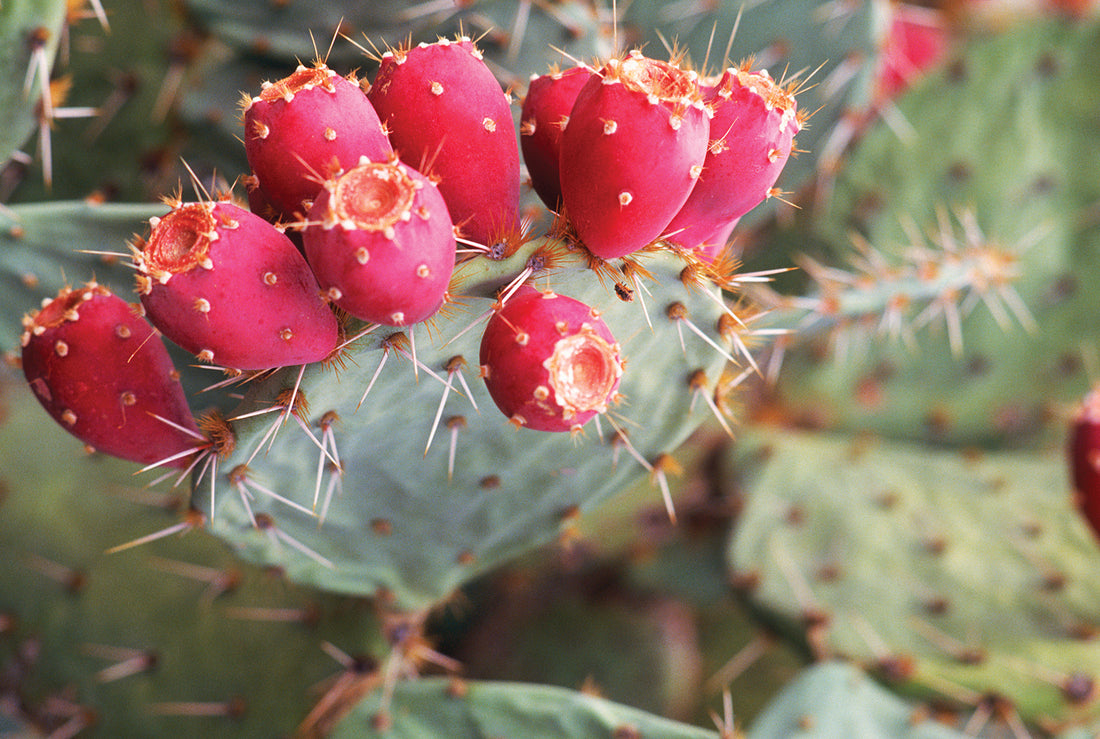 Introducing prickly pear oil: your do-everything beauty powerhouse - VelvetBio